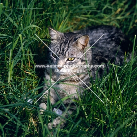 feral x cat, ben, in grass