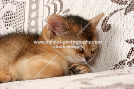 ruddy Abyssinian kitten sleeping 