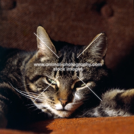 brown tabby cat with slit eyes