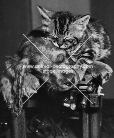 kitten sleeping on top of a Cocker Spaniel puppy