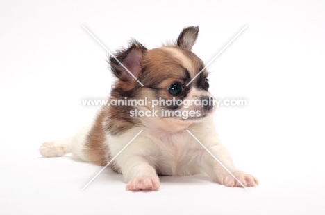 cute longhaired Chihuahua puppy on white background