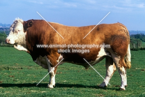 simmental bull side view