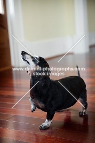 senior dachshund in profile with paw up