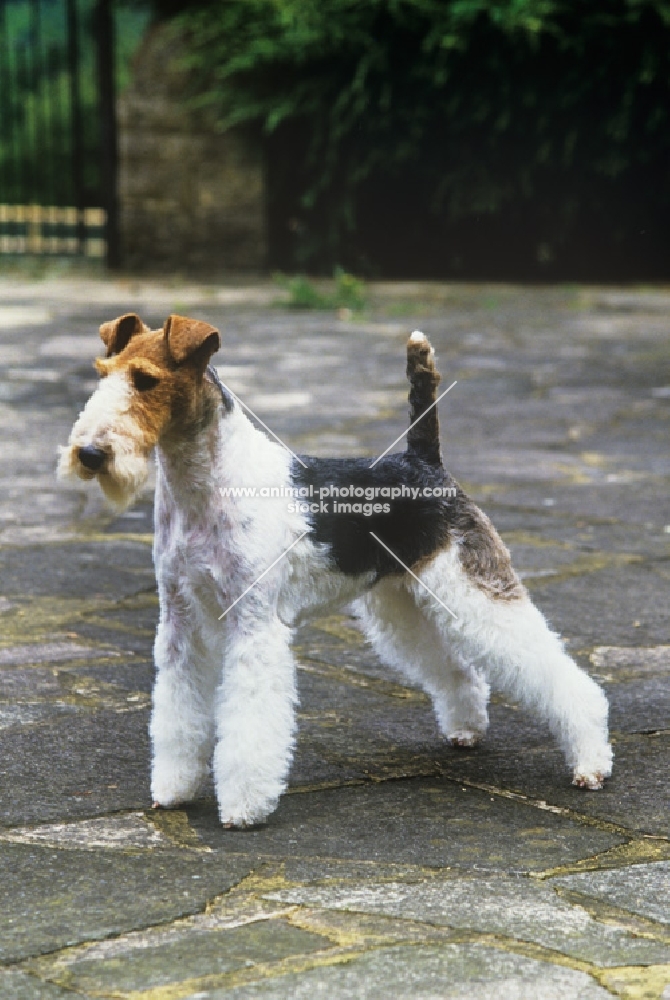 ch penda passion at louline (trixie), wire fox terrier standing on a path