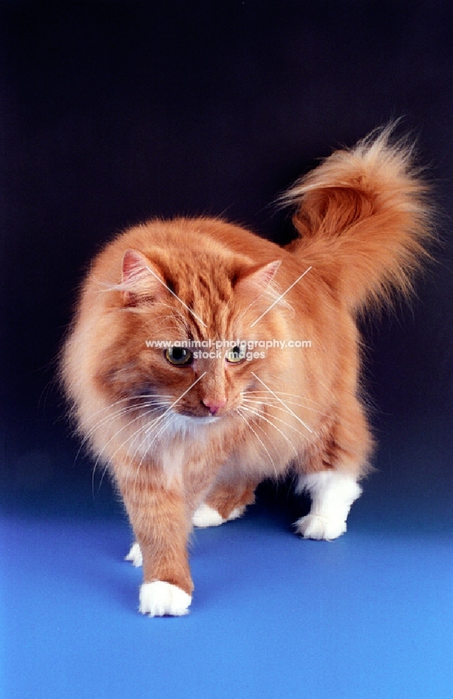 red and white Norwegian Forest cat
