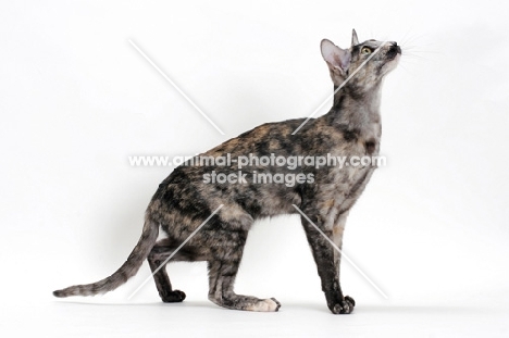 Oriental Shorthair, black smoke tortie, looking up