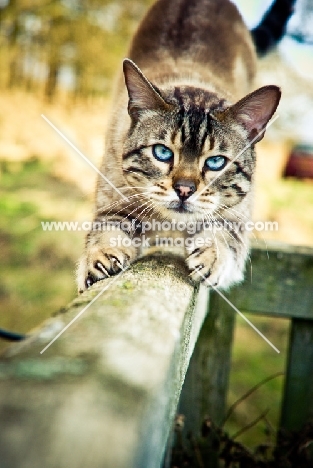 Bengal on fence