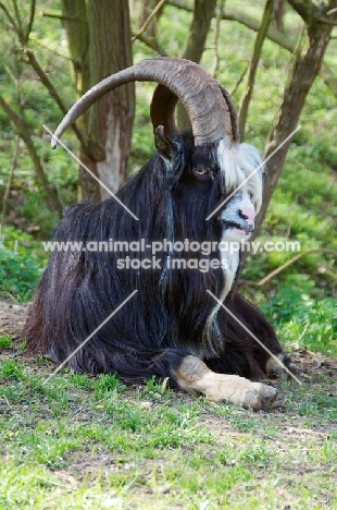 Dutch Landrace goat (aka nederlandse landgeit), billy, lying down