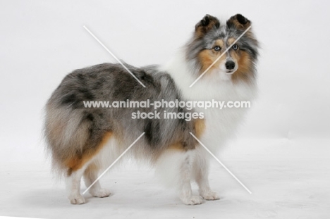 Australian Grand Champion Shetland Sheepdog on white background