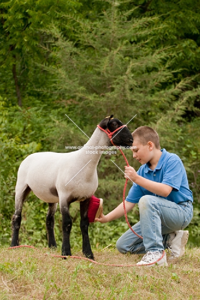 Boy grooming his show ready Suffolk wether.