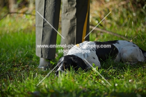 bored english springer spaniel on a lead