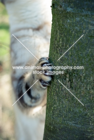 Bengal scratching tree