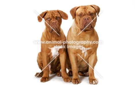 young and adult Dogue de Bordeaux