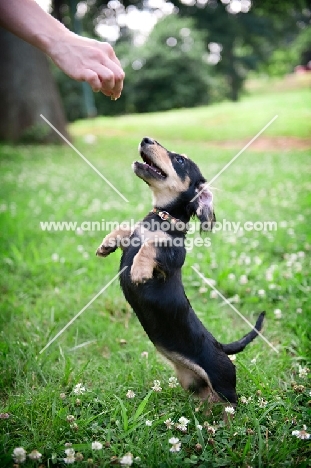 4 month old long-haired dachshund puppy