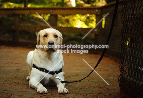 cream Labrador Retriever on lead, lying down