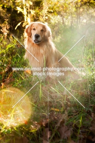 Golden Retriever, idyllic