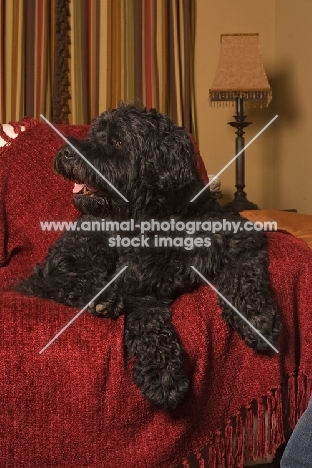 black Portuguese Water Dog at home