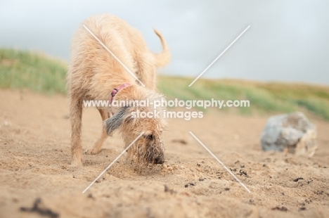 Lurcher on beach