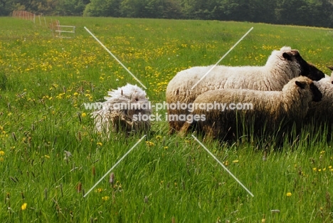 puli with sheep