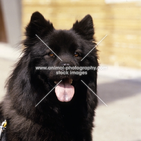 portrait of an eurasier from vom eckertschofchen