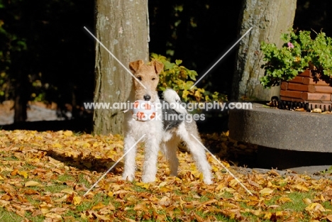 Fox Terrier with ball