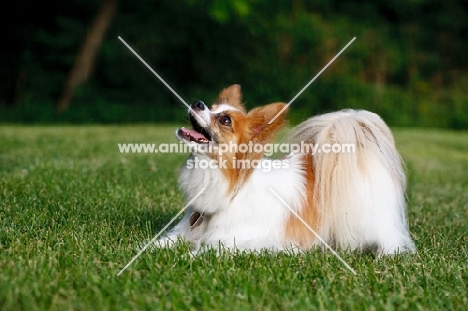 Papillon on green grass looking up