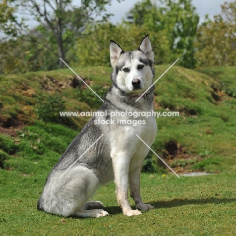 malamute cross husky