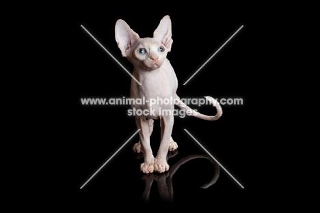 young Sphynx cat