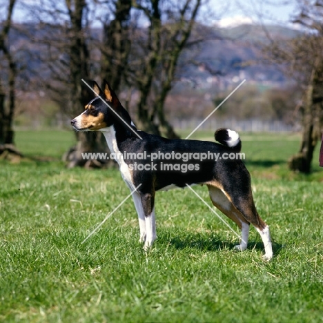 champion basenji side view