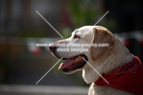 profile head shot of a yellow labrador retriever with a red bandana