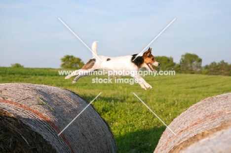 jack russell terrier leaping