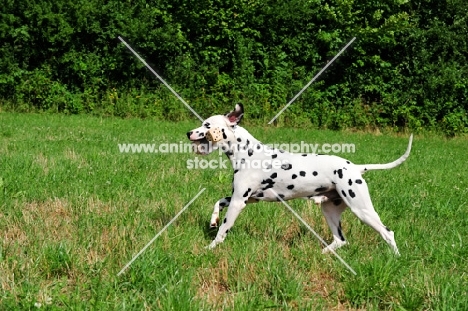 black spotted Dalmatian