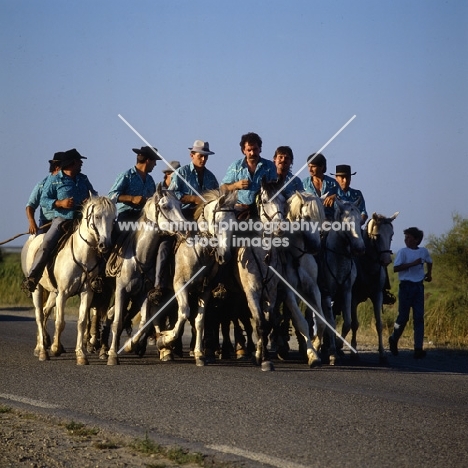 bandido, camargue ponies and gardiens escorting bull to bull ring for games.