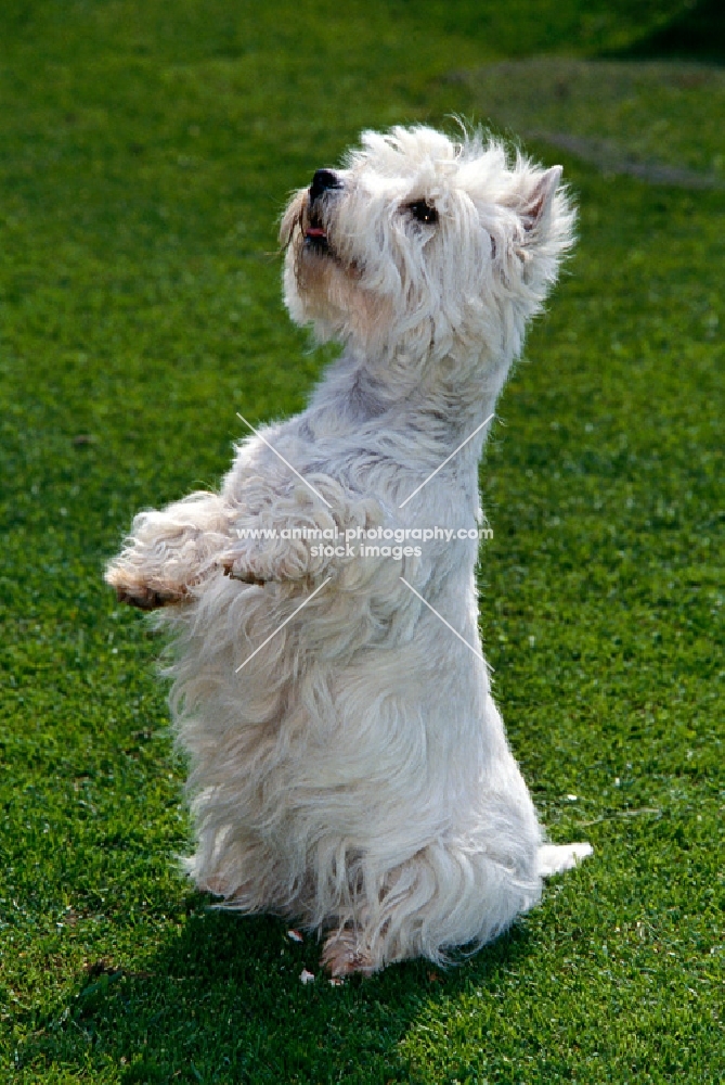 west highland white begging