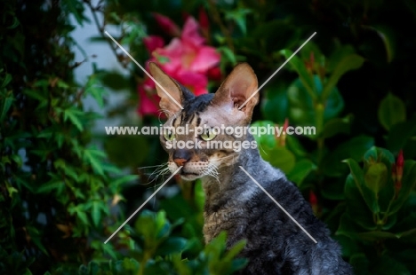 Cornish Rex in garden