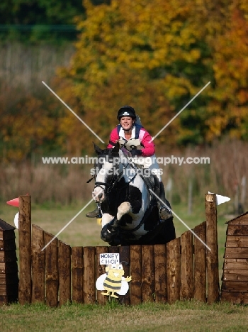 Piebald horse clearing obstacle