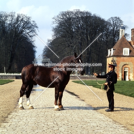 quel beau, norman cob at the gates of haras du pin, france