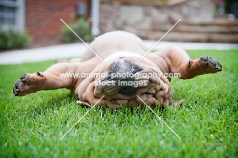 bulldog upside down with paws in air on grass