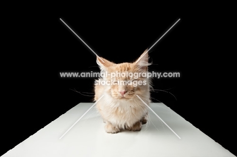 Maine Coon cat sitting down down at table, closed eyes
