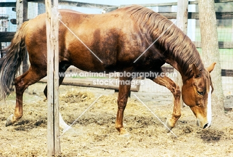 peruvian paso stallion looking down