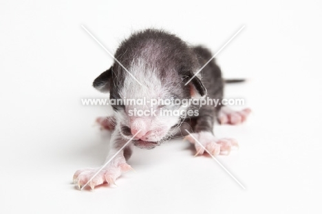 Peterbald kitten 1 day old trying to walk