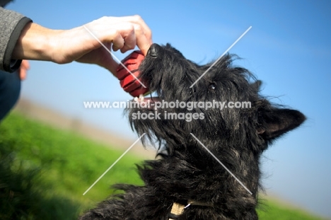 Scottish Terrier puppy playing with owner