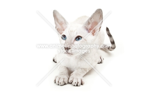 Peterbald kitten 10 weeks old