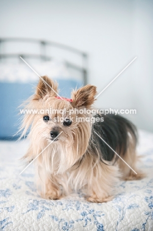 yorkshire terrier standing on bed