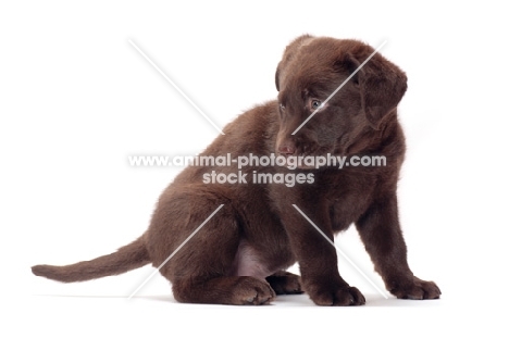 chocolate Labrador Retriever puppy sitting on white background