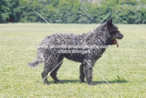 Nederlandse Herder - dutch sheepdog wirehaired, side view