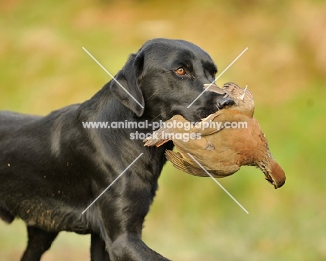 Labrador Retriever retrieving bird