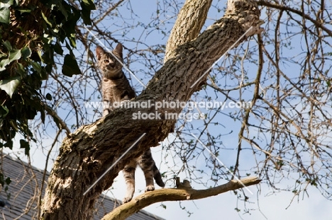Tabby cat standing upright in a tree