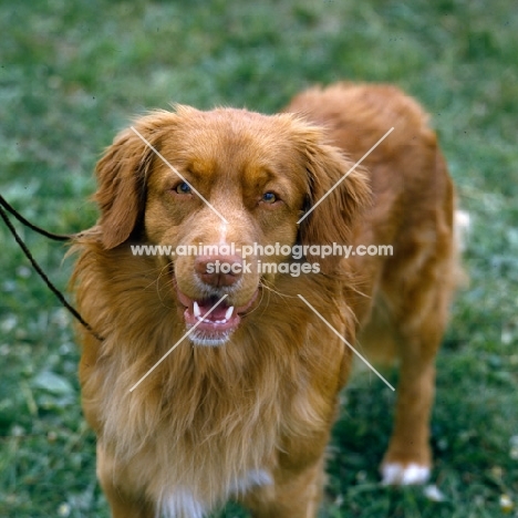 nova scotia duck tolling retriever,  looking up