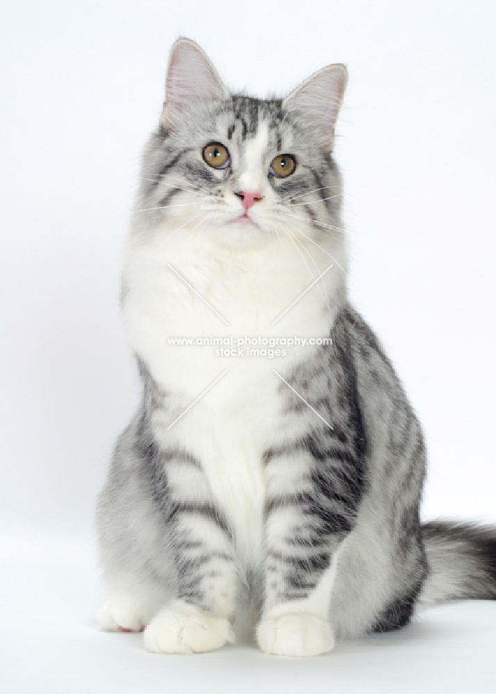 Silver Mackerel Tabby & White Siberian, front view